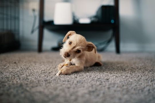 Farmington Hills Carpet and Floors Location Map
